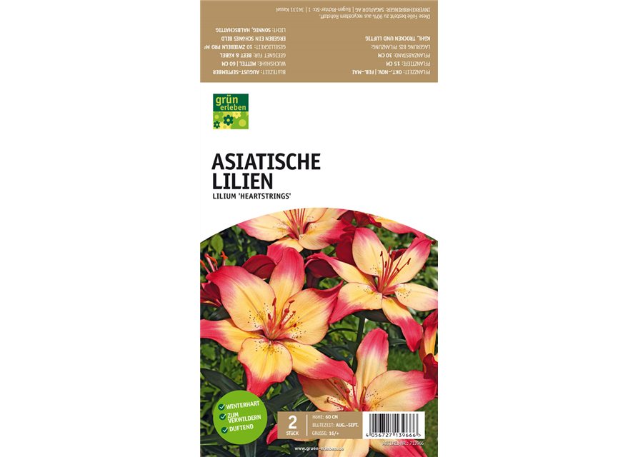 Asiatische Lilien