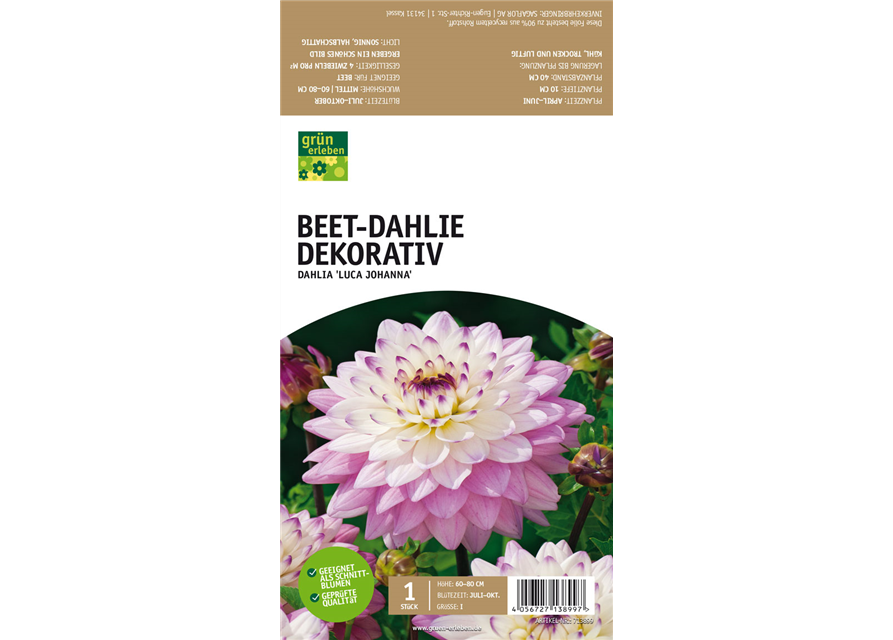 Beet-Dahlie Dekorativ