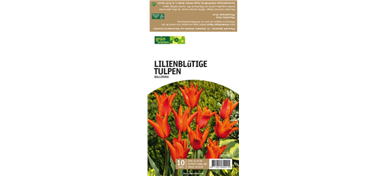 Lilienblütige Tulpen