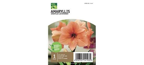 Amaryllis