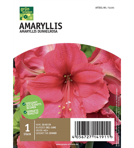 Amaryllis Dunkel 