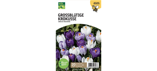 Krokus großblumig