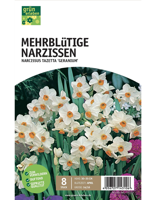 Mehrblütige Narzissen