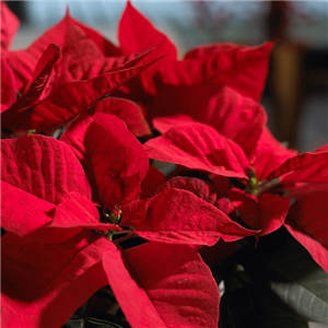 WINTERSCHöNHEIT: Weihnachtsstern